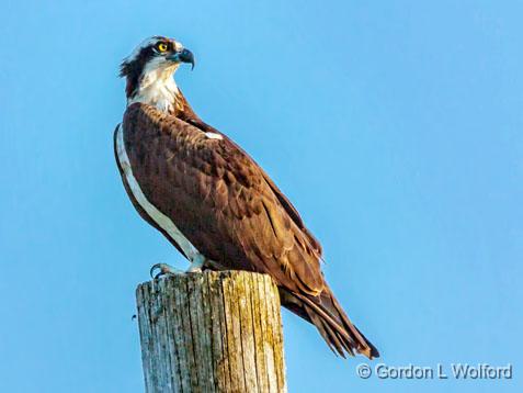 Pole Position_26782.jpg - Osprey (Pandion haliaetus) photographed near Port Elmsley, Ontario, Canada.